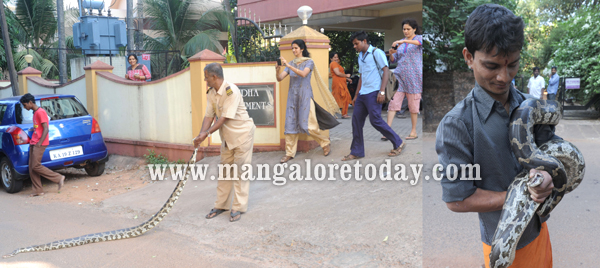 python caught in Mallikatta 